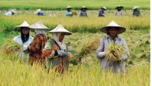Bulog DIY Berhasil Serap 217 Ribu Ton Beras Petani Lokal