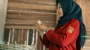 Modal Rp500 Ribu dari Beasiswa, Mahasiswa UGM Berhasil Bangun Bisnis Ayam Petelur