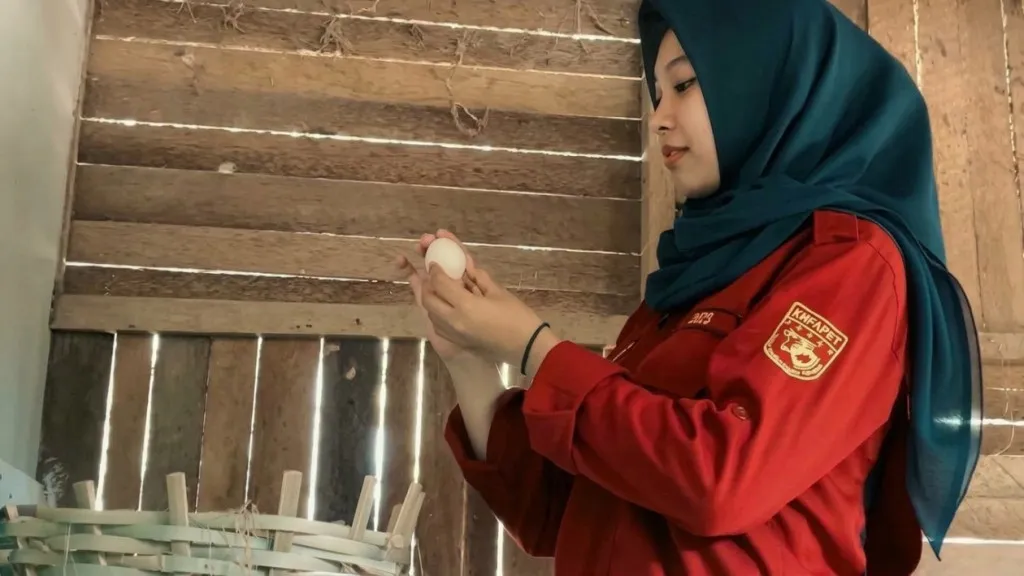 Modal Rp500 Ribu dari Beasiswa, Mahasiswa UGM Berhasil Bangun Bisnis Ayam Petelur