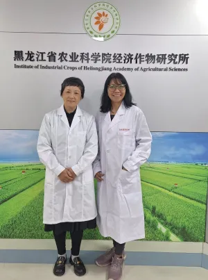 Peneliti UGM dan ICI-HAAS China Teliti Varietas Kentang Kebal Penyakit Hawar Daun