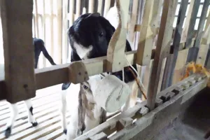 Atasi Kasus Gondok dan Abortus Kambing Perah di Jatinom, Tim FKH UGM Turun Tangan