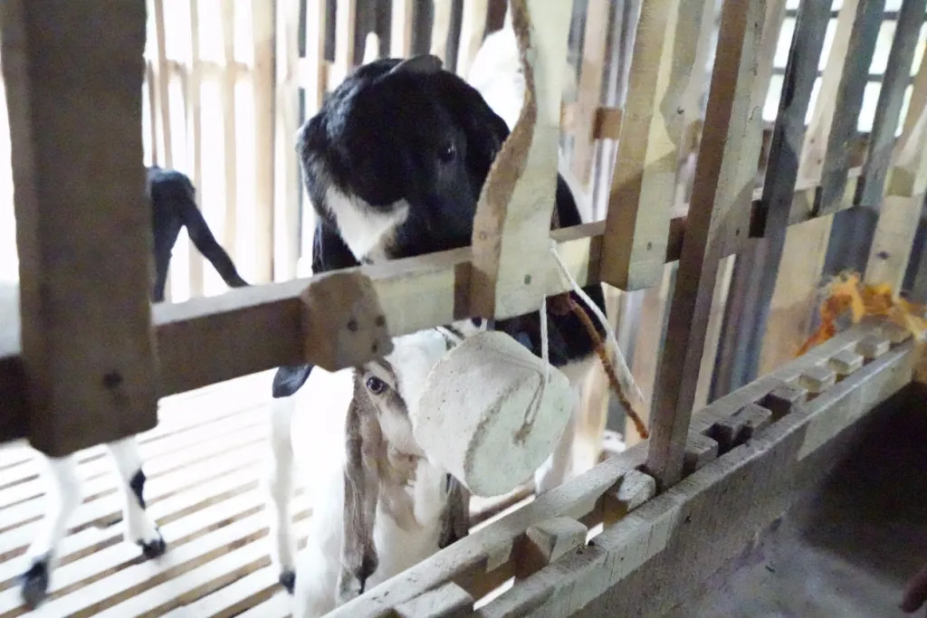 Atasi Kasus Gondok dan Abortus Kambing Perah di Jatinom, Tim FKH UGM Turun Tangan
