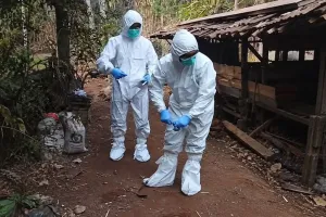 Pakar UGM Ingatkan Risiko Penularan Antraks di Balik Tradisi Brandu