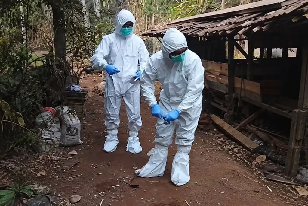 Pakar UGM Ingatkan Risiko Penularan Antraks di Balik Tradisi Brandu